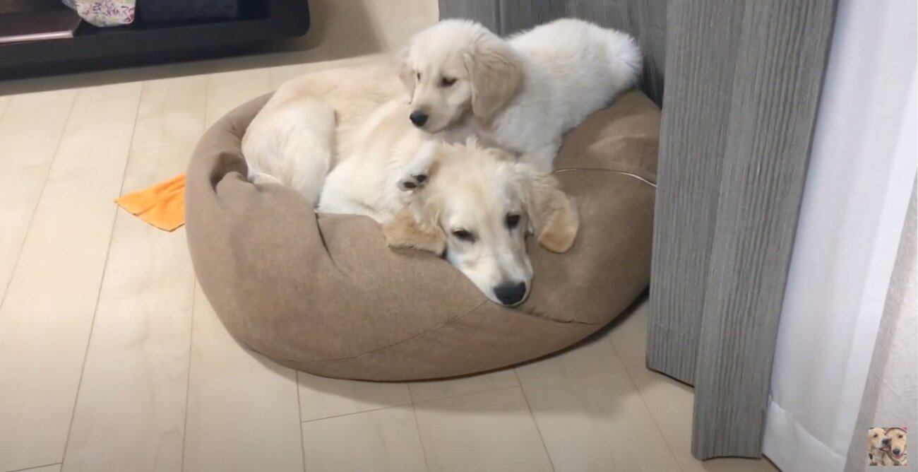 ゴールデンレトリーバー,動画