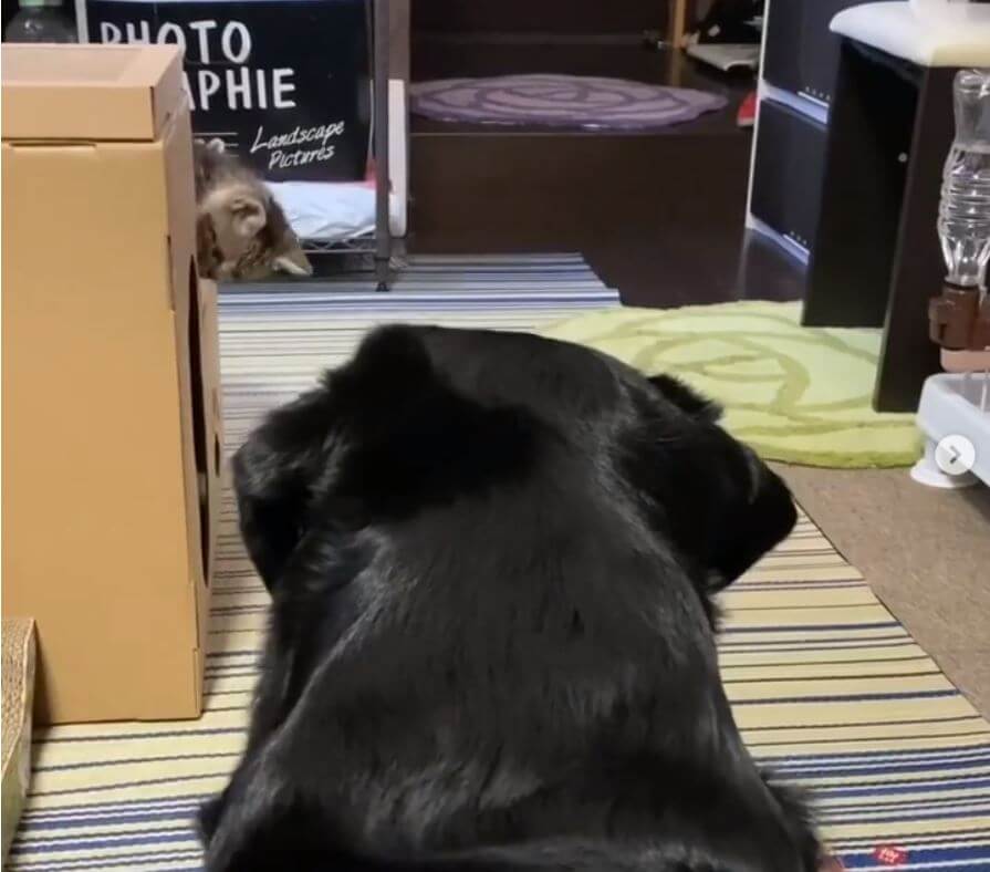 ラブラドールレトリーバー,動画