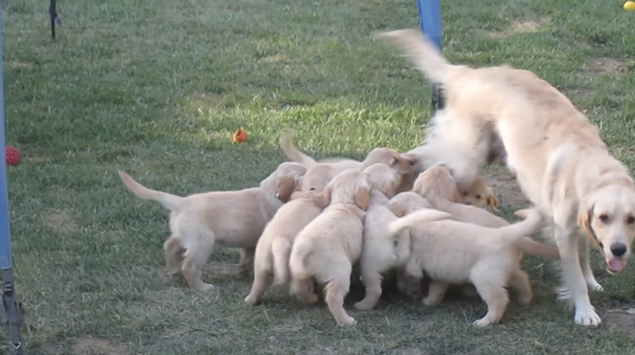 ゴールデンレトリーバー,動画