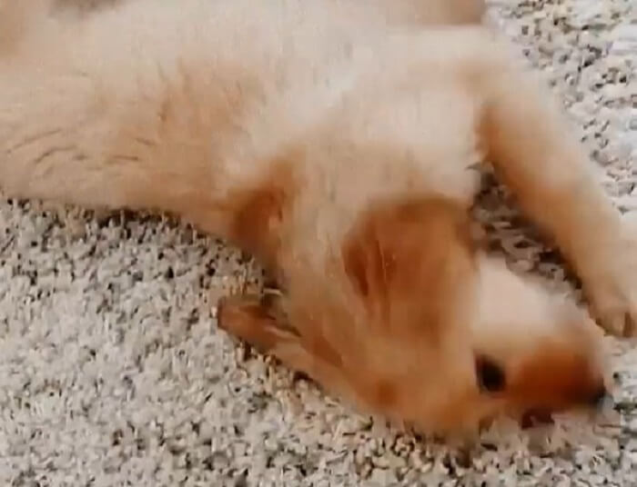 ゴールデンレトリーバー,動画