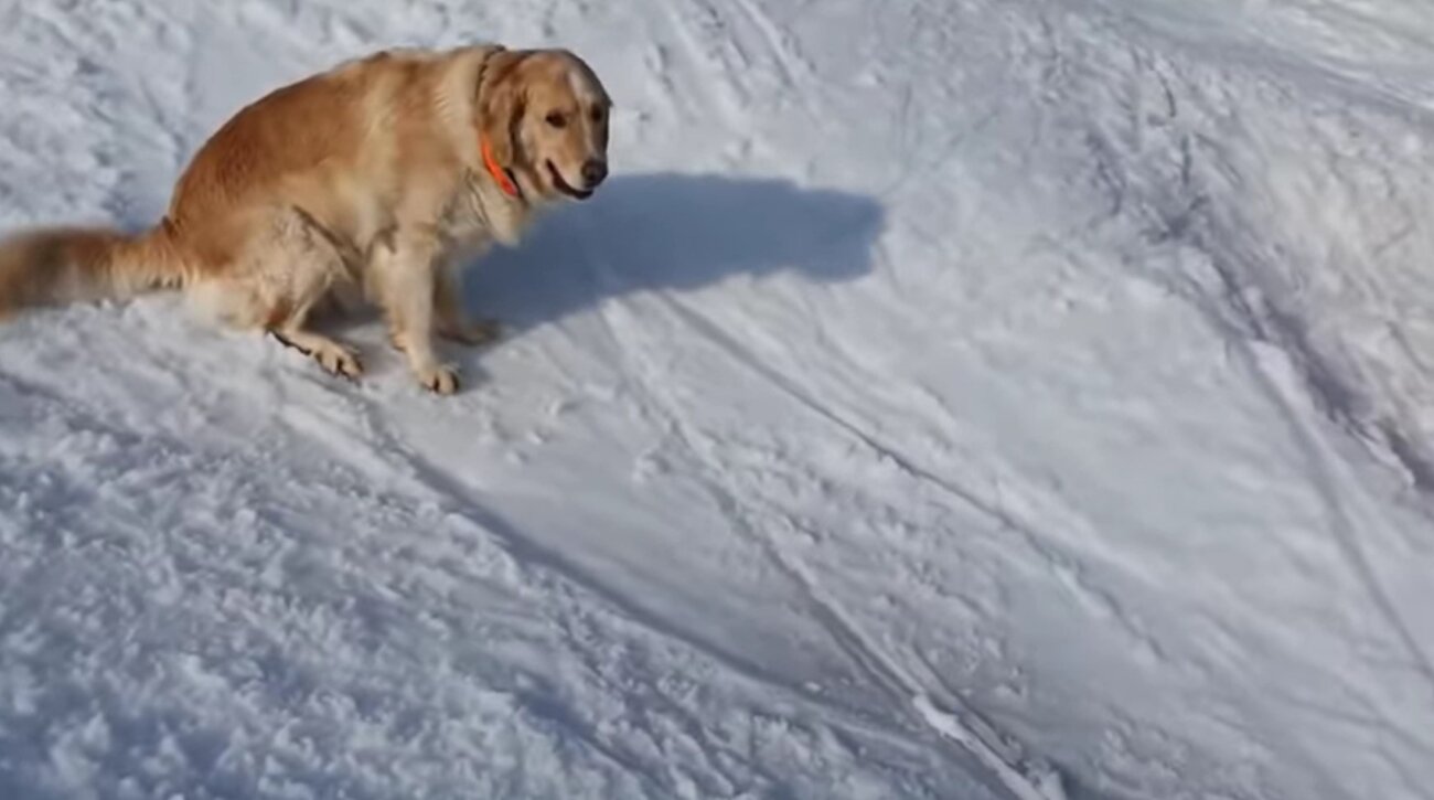 ゴールデンレトリーバー,動画