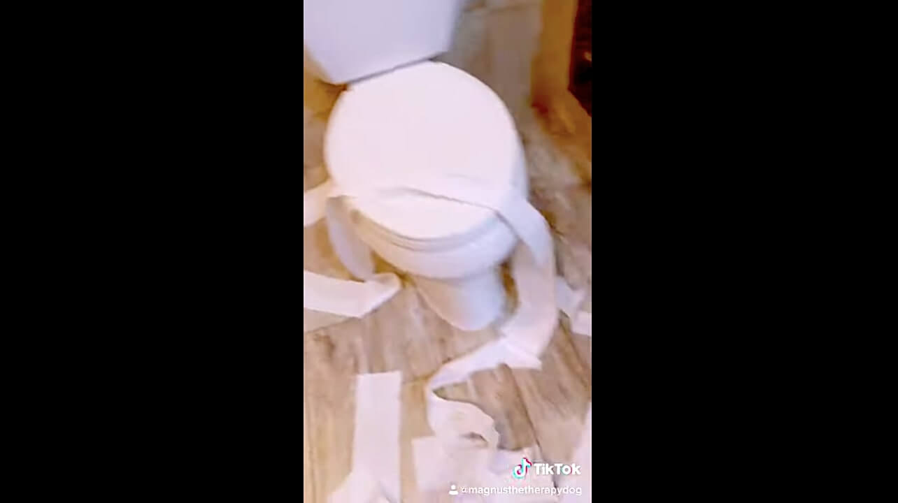 ラブラドールレトリーバー,動画