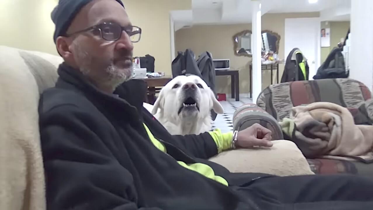 ラブラドールレトリーバー,動画