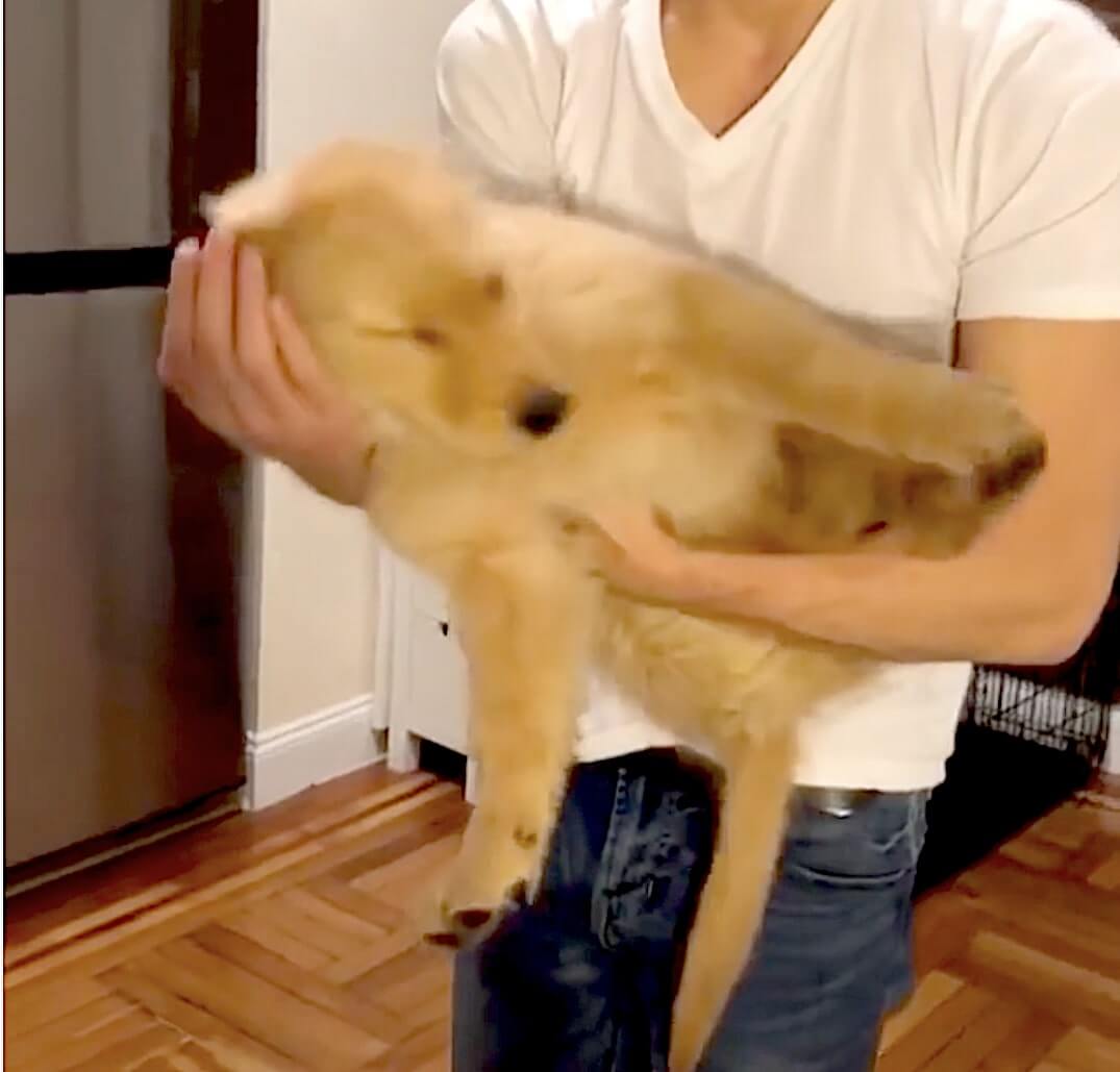 ゴールデンレトリーバー,動画