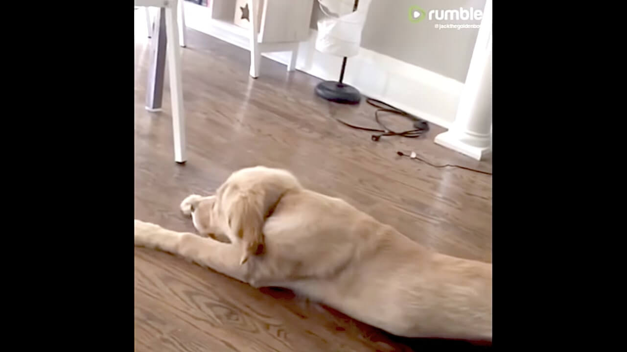 ゴールデンレトリーバー,動画