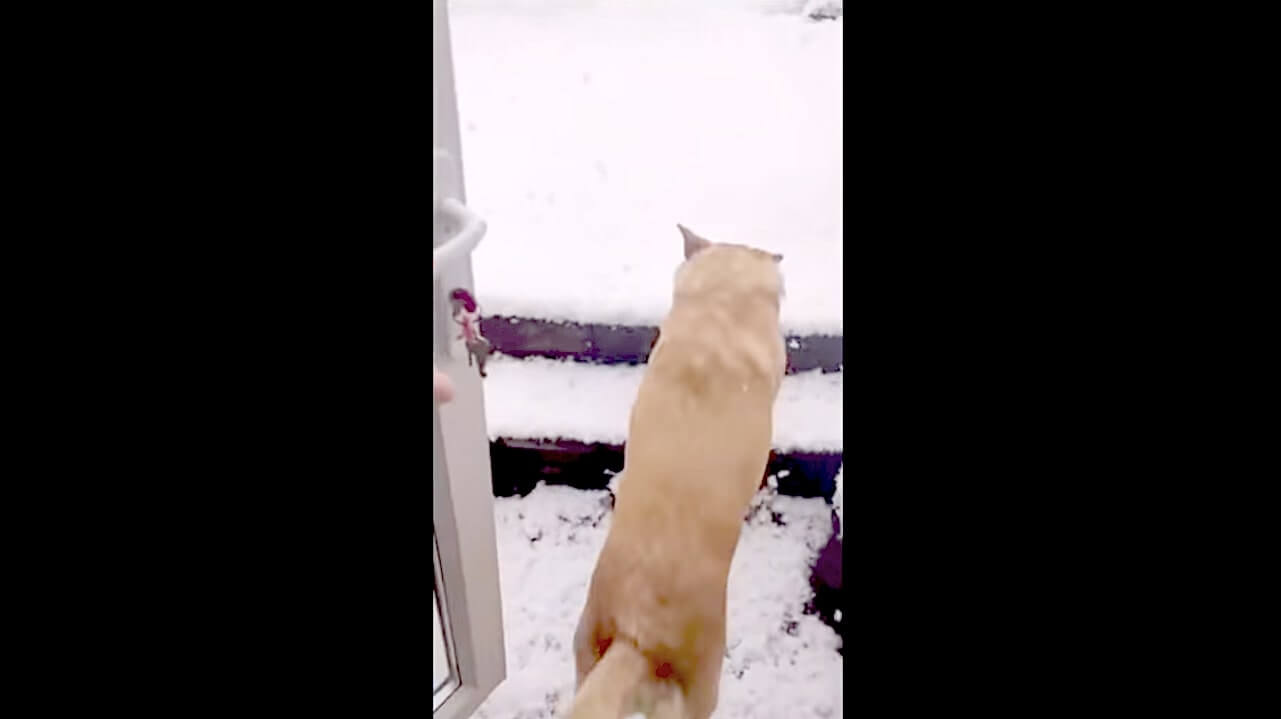 ラブラドールレトリーバー,動画