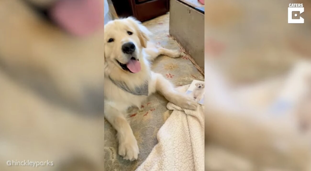 ゴールデンレトリーバー,動画