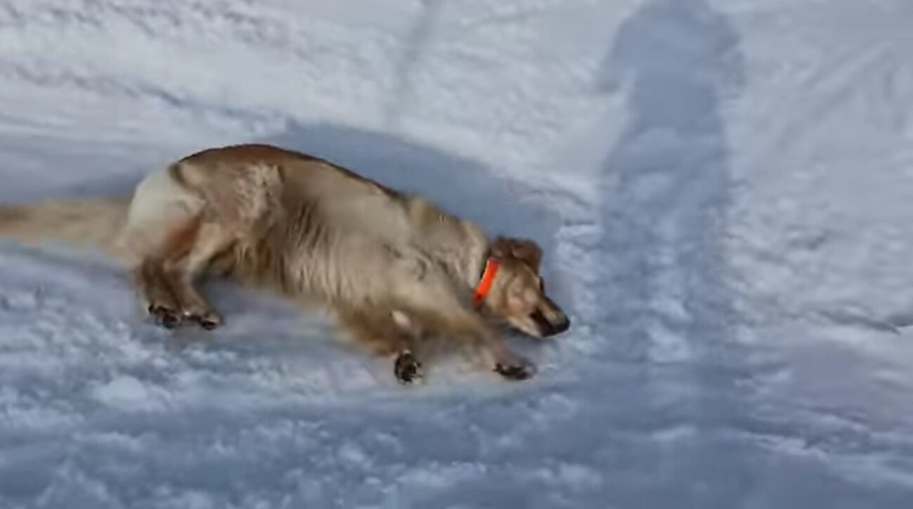 ゴールデンレトリーバー,動画