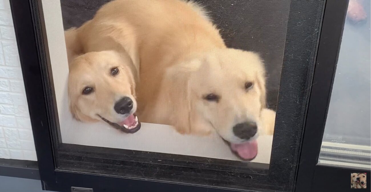 ゴールデンレトリーバー,動画