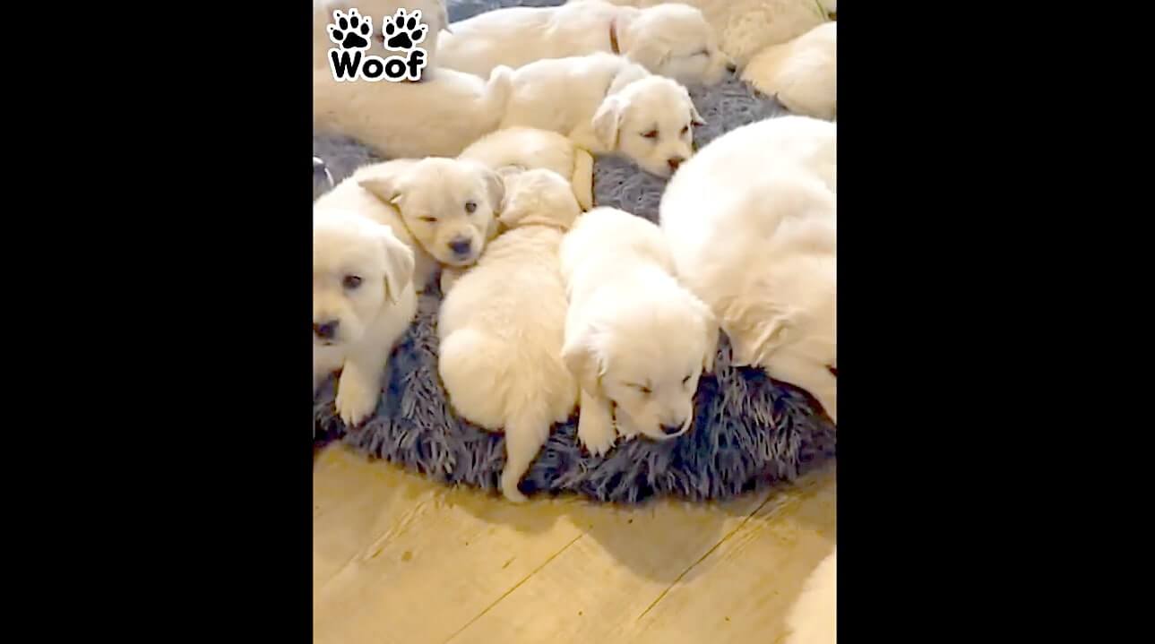 ゴールデンレトリーバー,動画