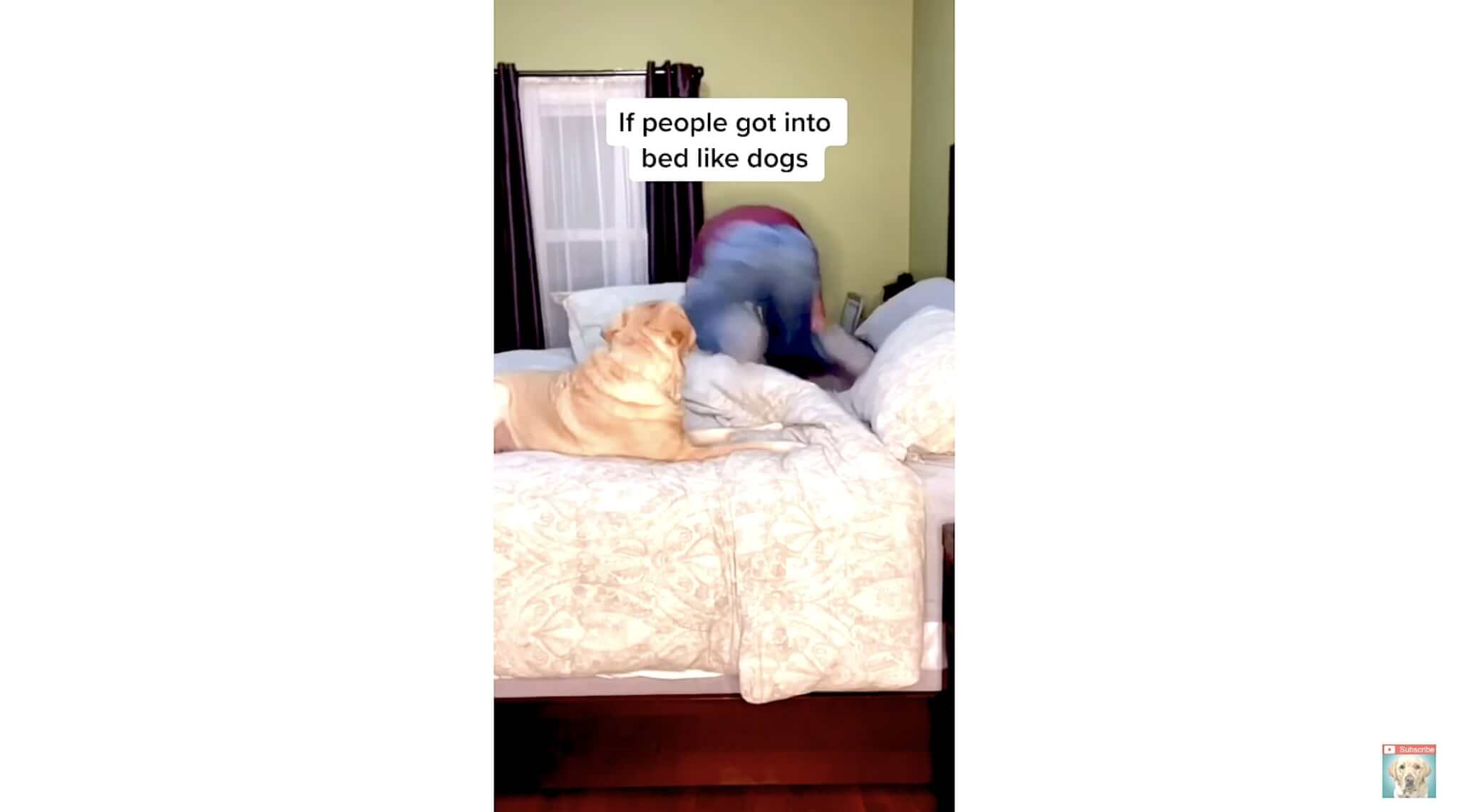 ラブラドールレトリーバー,動画