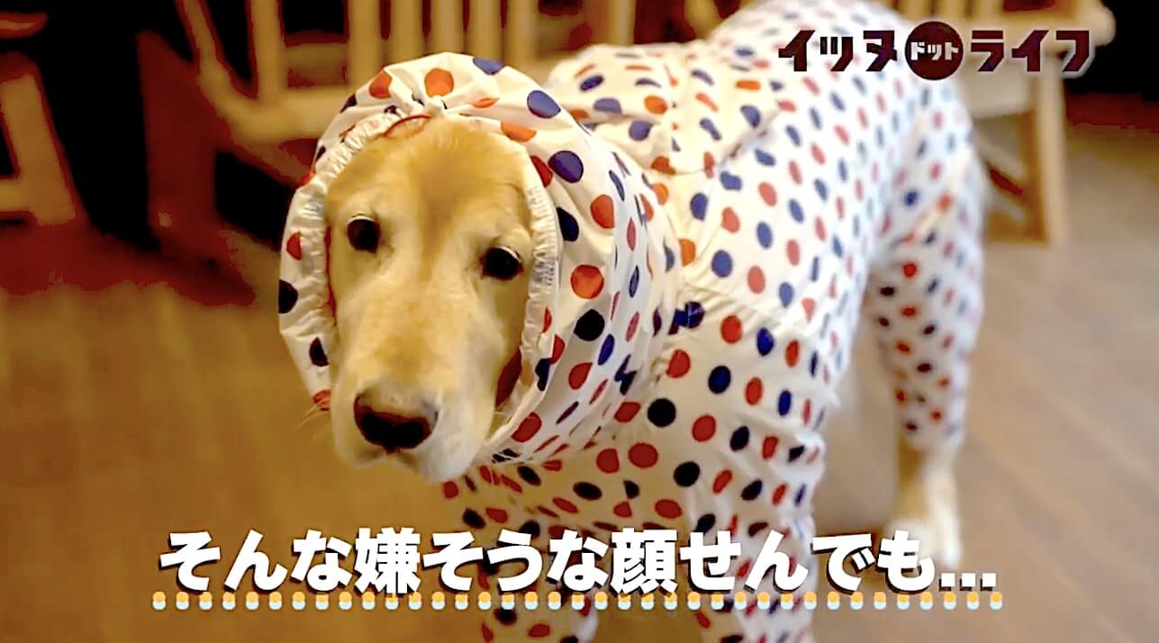 ゴールデン,動画,イッヌドットライフ