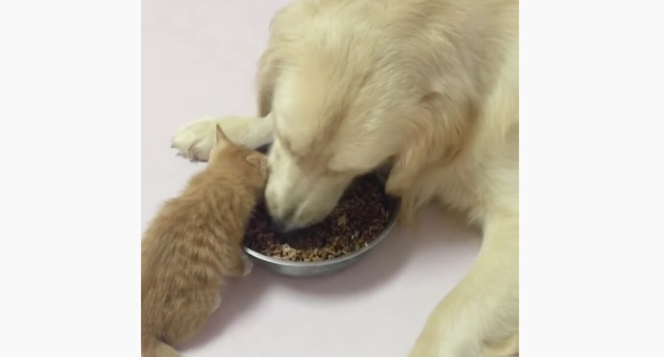 ゴールデンレトリーバー,動画