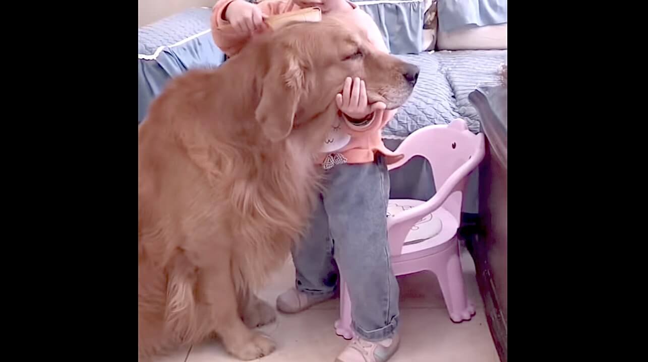 ゴールデンレトリーバー,動画