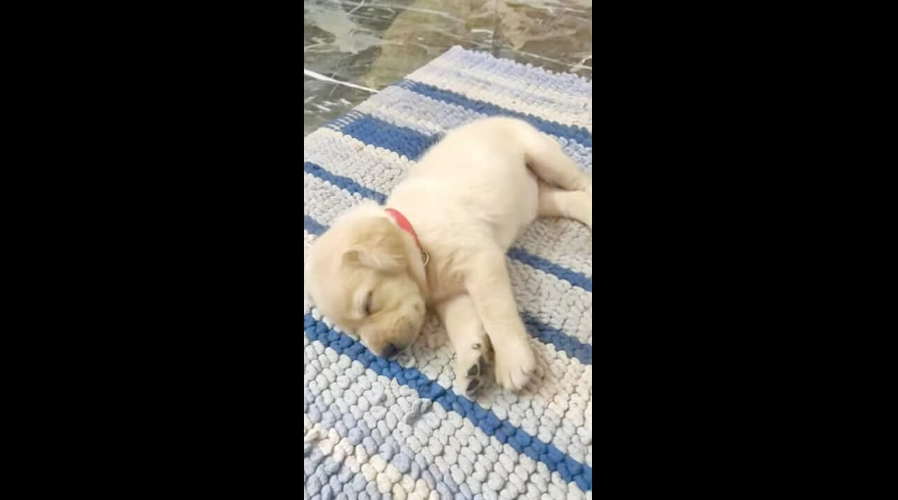 ラブラドールレトリーバー,動画