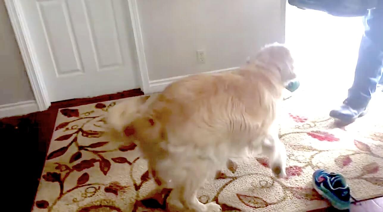 ゴールデンレトリーバー,動画