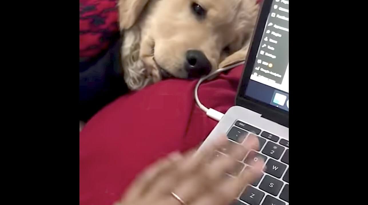 ゴールデンレトリーバー,動画