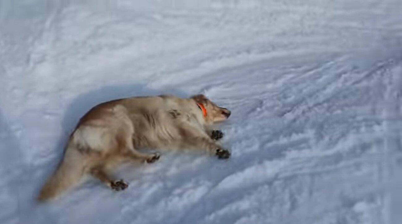 ゴールデンレトリーバー,動画