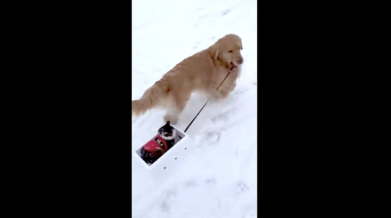 ゴールデンレトリーバー,動画