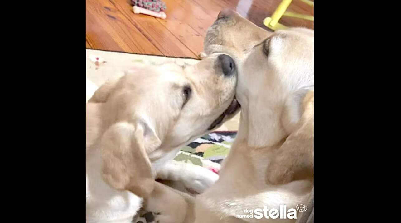 ラブラドールレトリーバー,動画