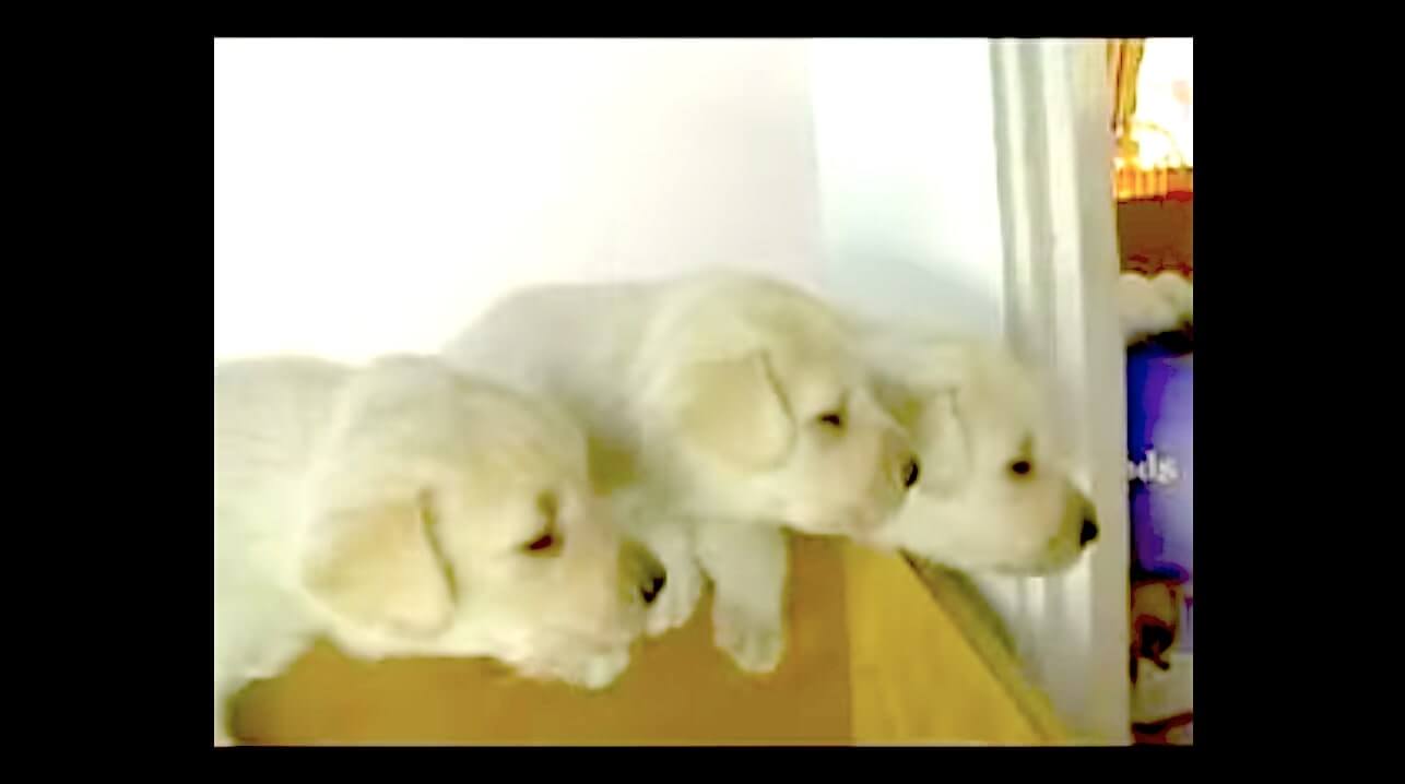 ラブラドールレトリーバー,動画