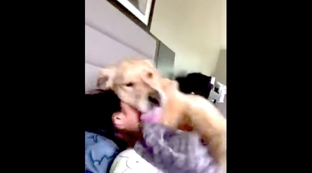 ゴールデンレトリーバー,動画