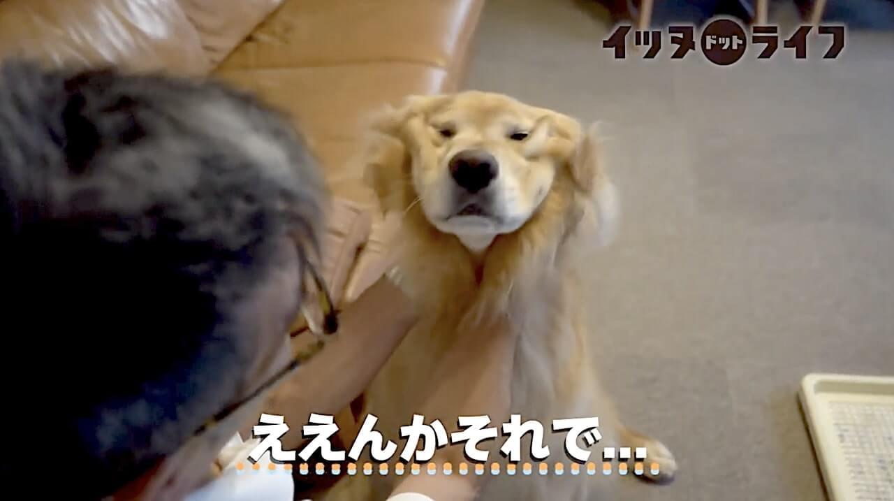 ゴールデン,動画,イッヌドットライフ