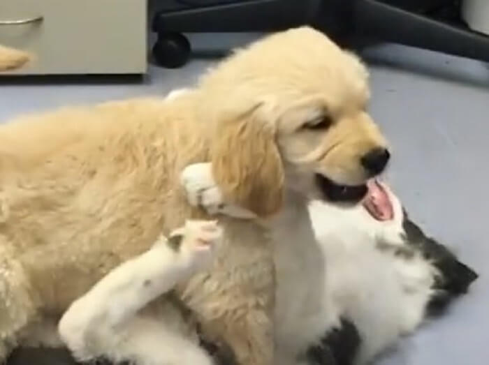 ゴールデンレトリーバー,動画