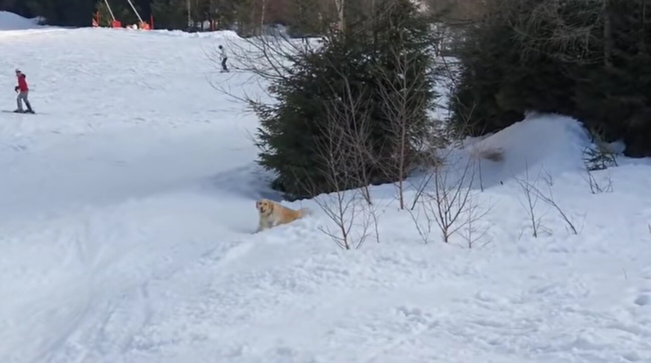 ゴールデンレトリーバー,動画