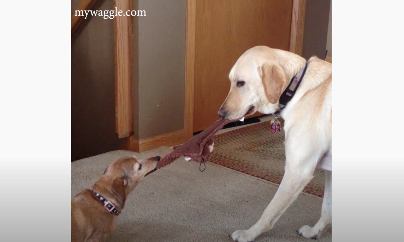 ラブラドールレトリーバー,動画