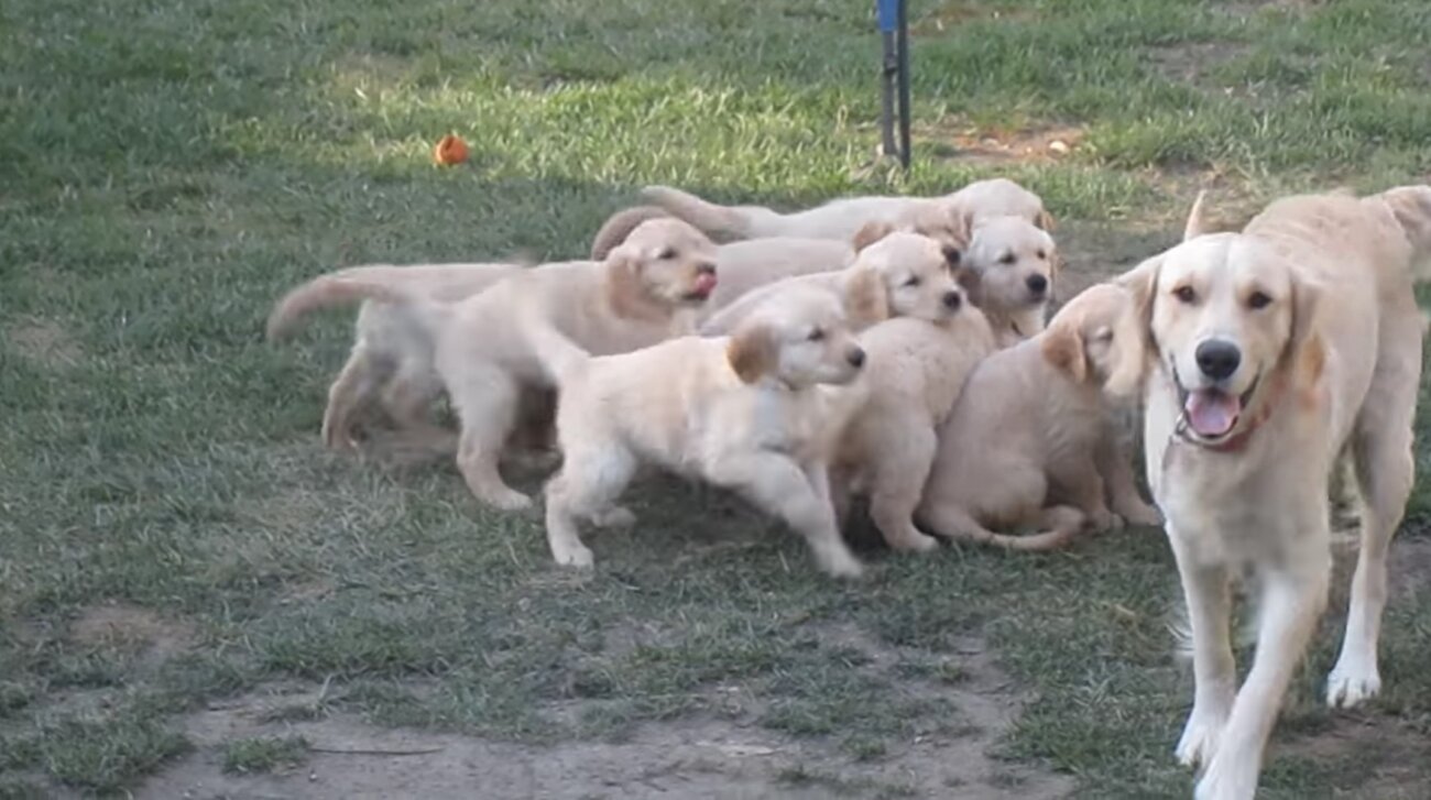 ゴールデンレトリーバー,動画