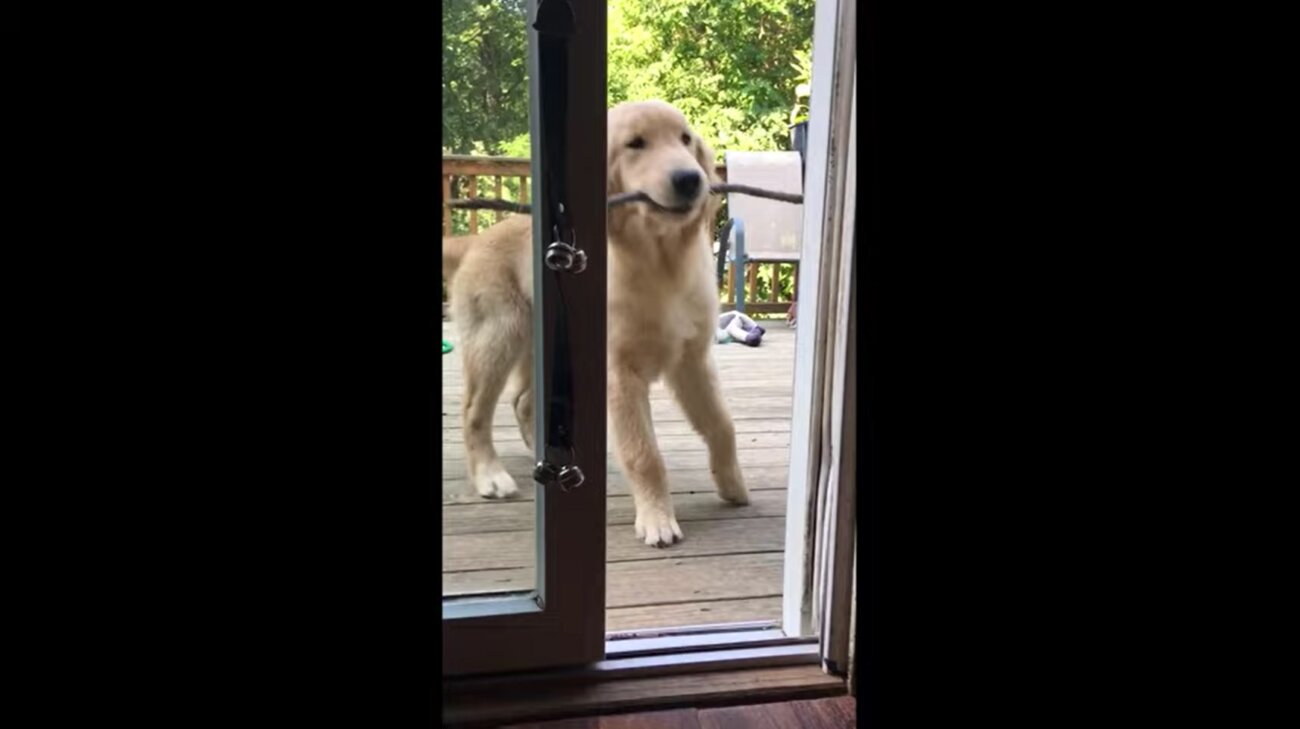 ゴールデンレトリーバー,動画