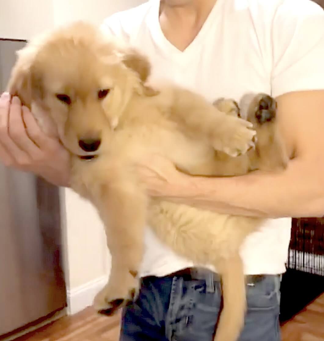 ゴールデンレトリーバー,動画