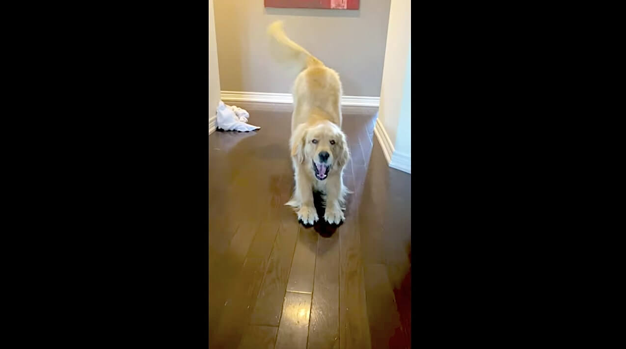 ゴールデンレトリーバー,動画