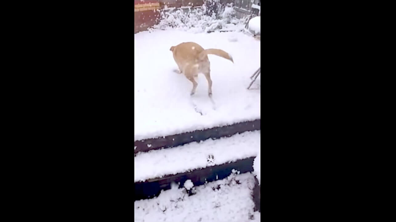 ラブラドールレトリーバー,動画