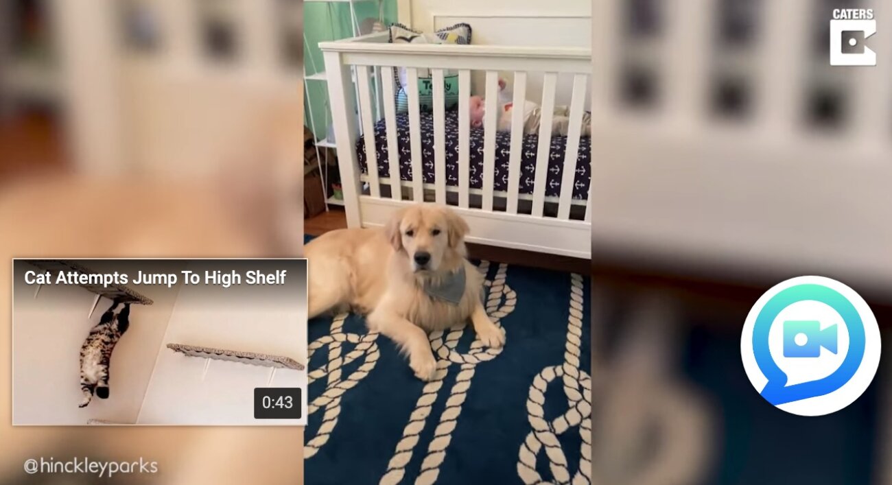 ゴールデンレトリーバー,動画