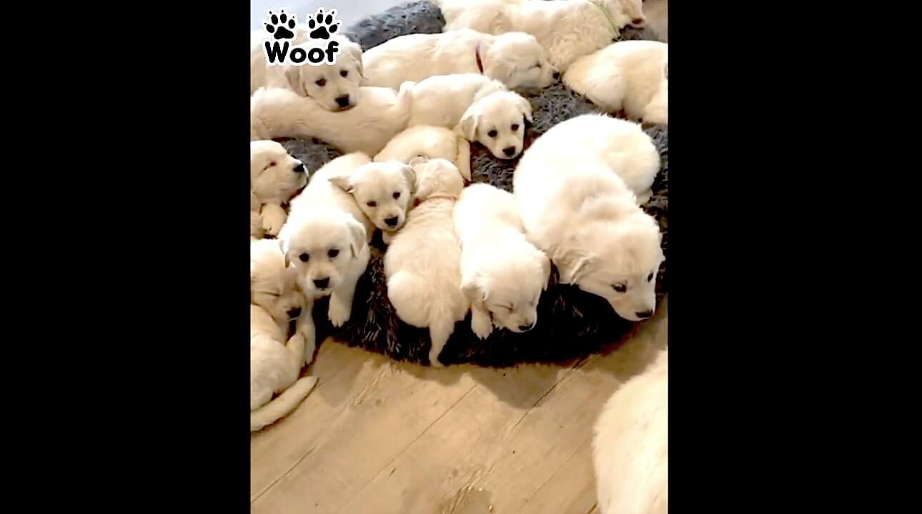 ゴールデンレトリーバー,動画