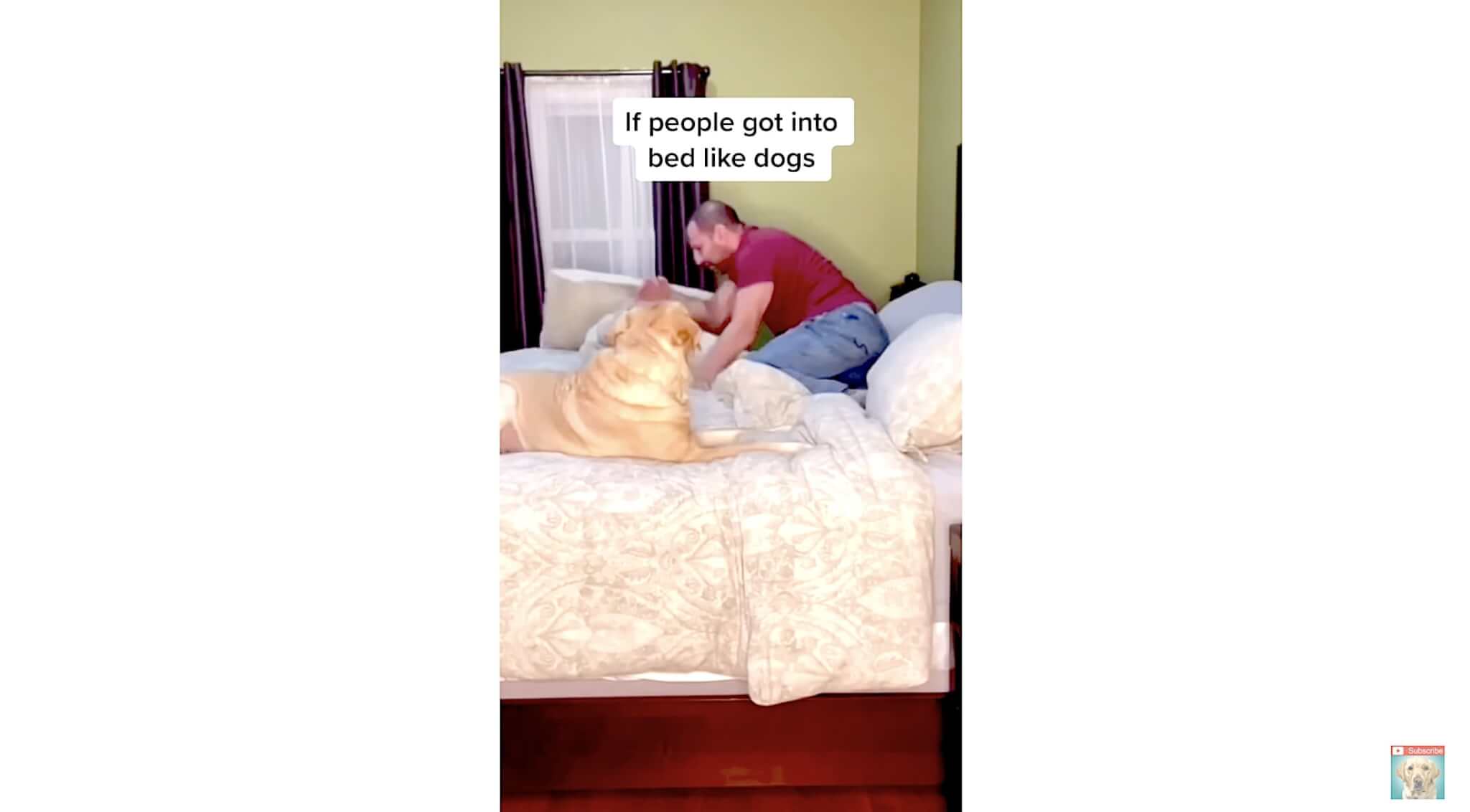 ラブラドールレトリーバー,動画