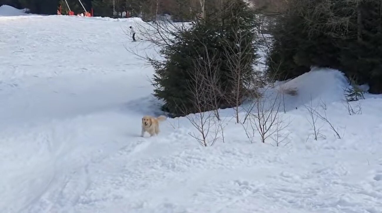 ゴールデンレトリーバー,動画