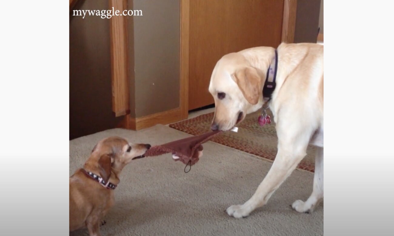 ラブラドールレトリーバー,動画