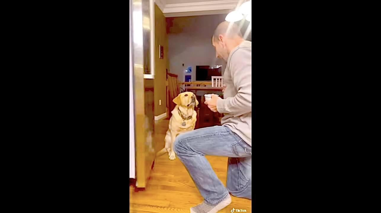 ラブラドールレトリーバー,動画