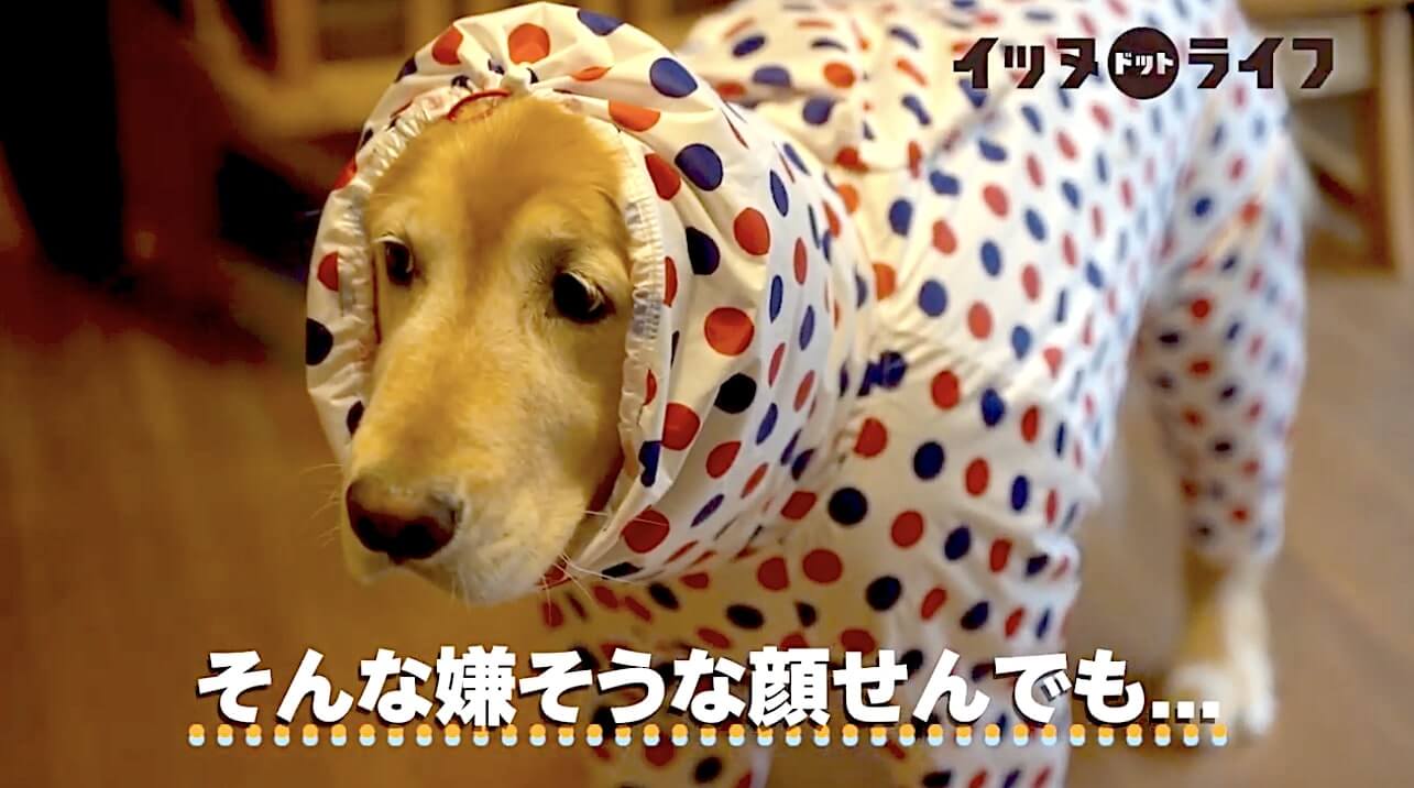 ゴールデン,動画,イッヌドットライフ