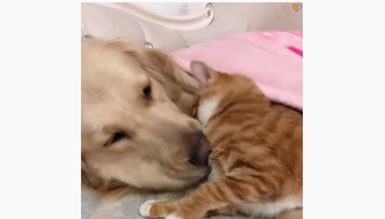 ゴールデンレトリーバー,動画