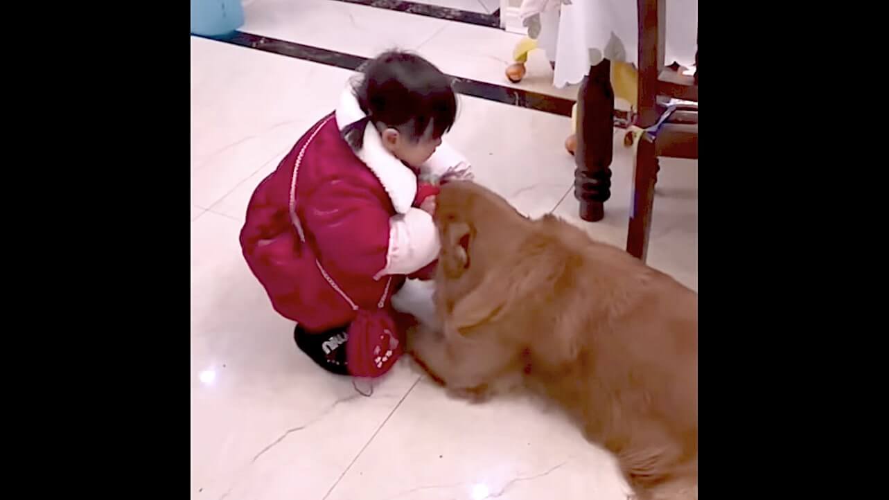 ゴールデンレトリーバー,動画