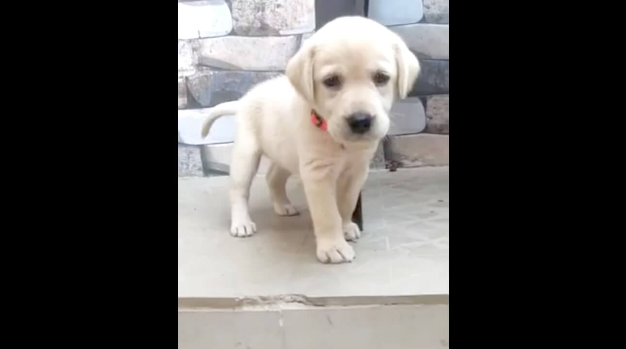 ラブラドールレトリーバー,動画