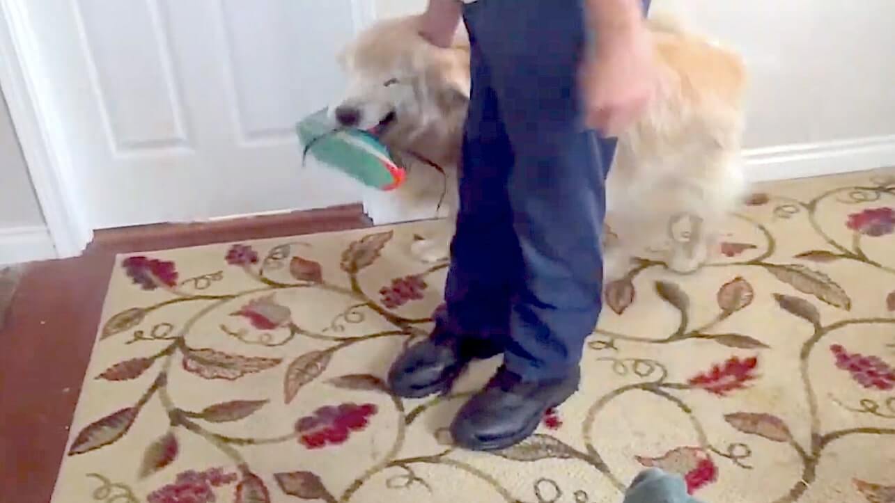 ゴールデンレトリーバー,動画