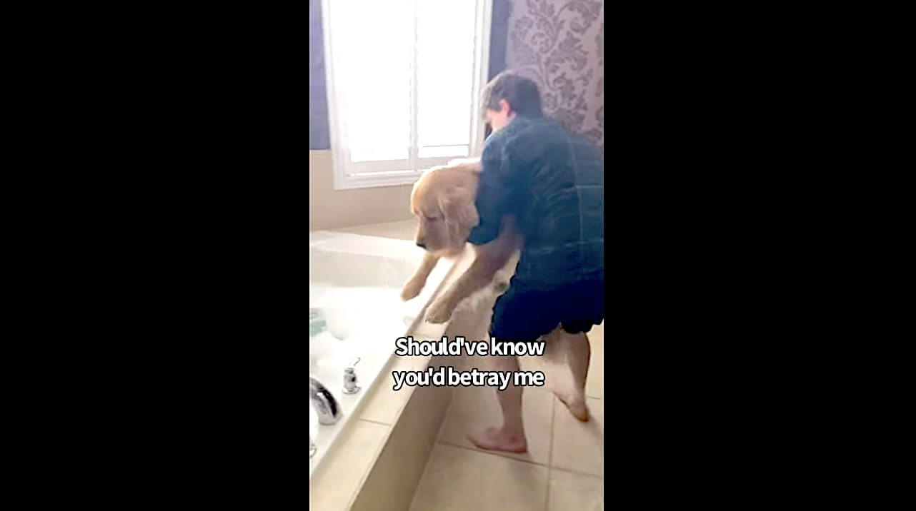 ゴールデンレトリーバー,動画