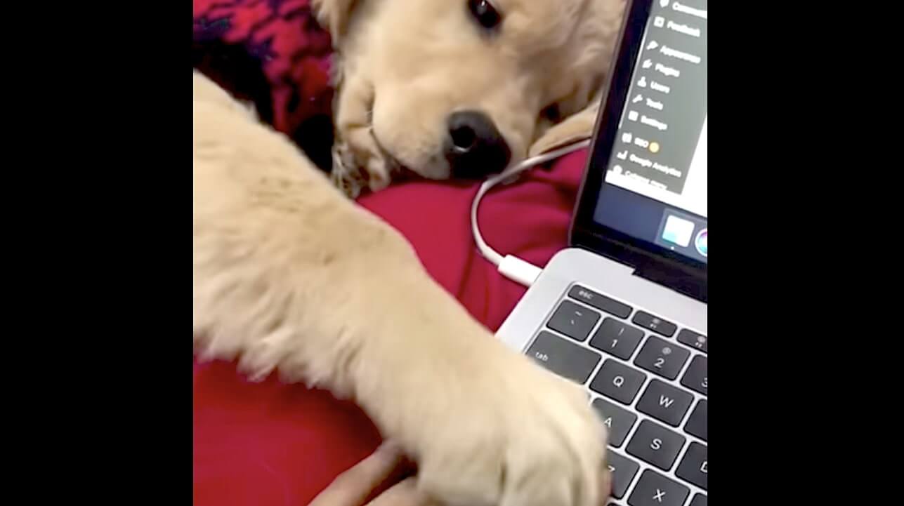 ゴールデンレトリーバー,動画