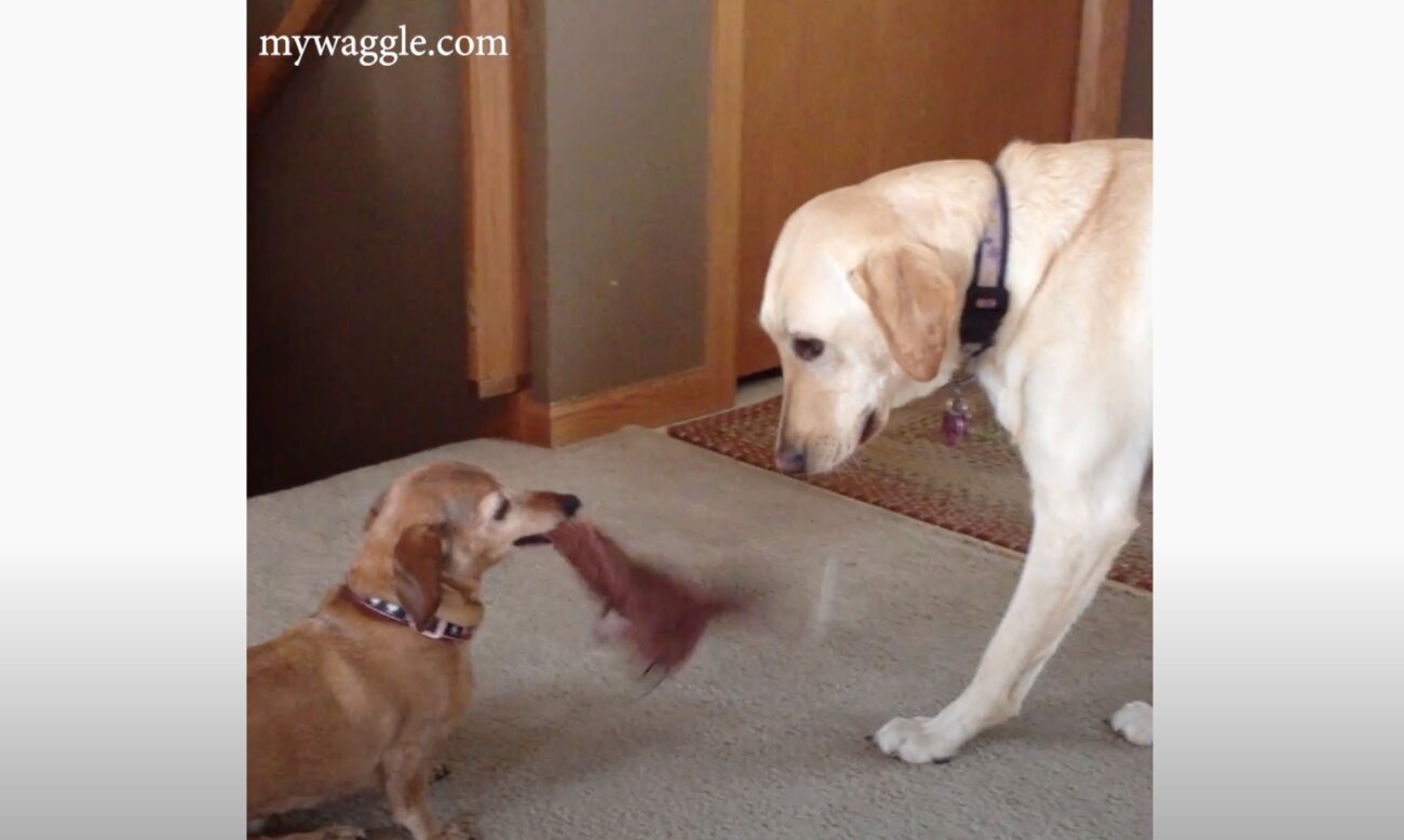 ラブラドールレトリーバー,動画