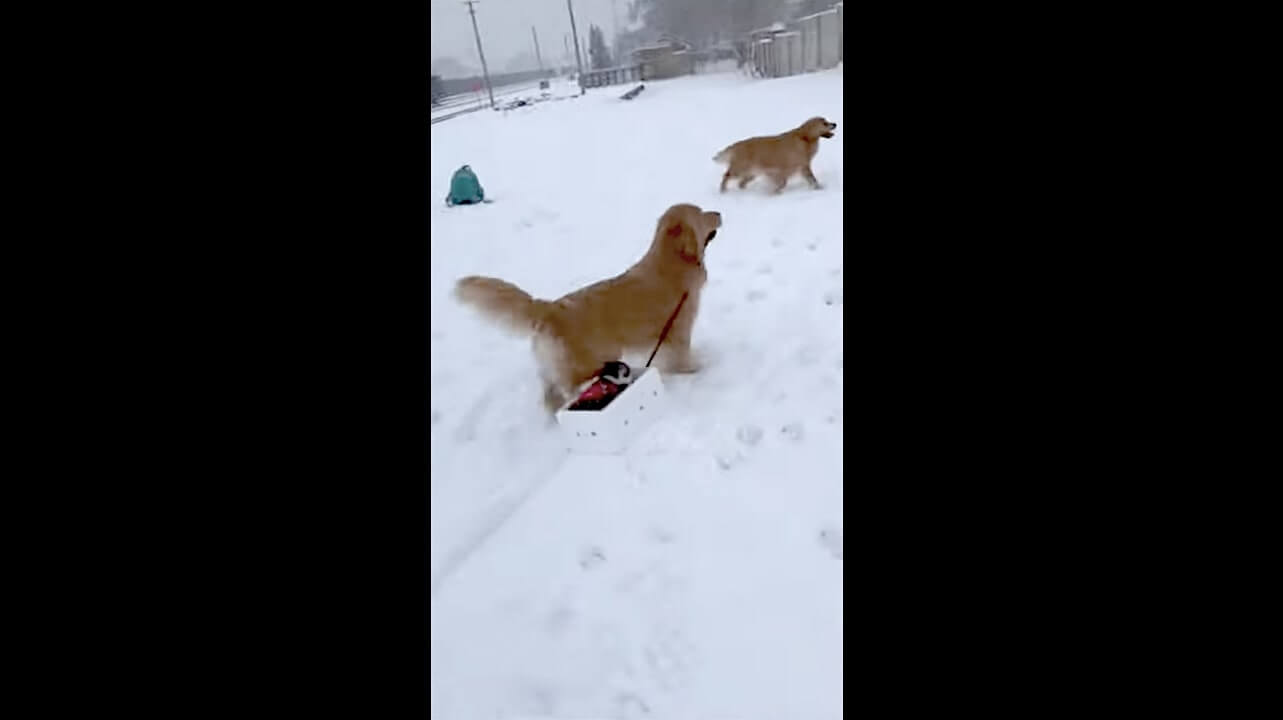 ゴールデンレトリーバー,動画